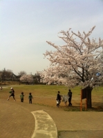 恋ヶ窪の公園　(桜）.JPG